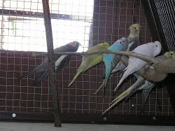Korely, andulky,agapornis