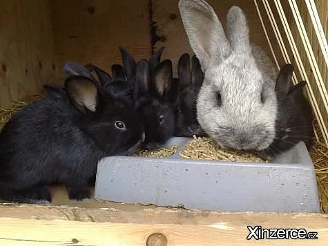 Prodám králíky Velké světlé stříbrné