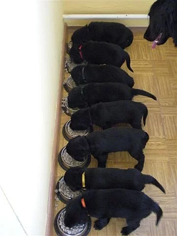 Prodám štěňata Flat Coated retrivera bez PP