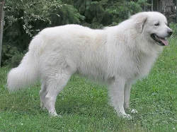 Slovenský čuvač štěňata s PP