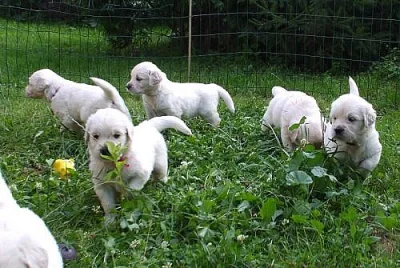 Zlatý retriever - štěňátka s PP