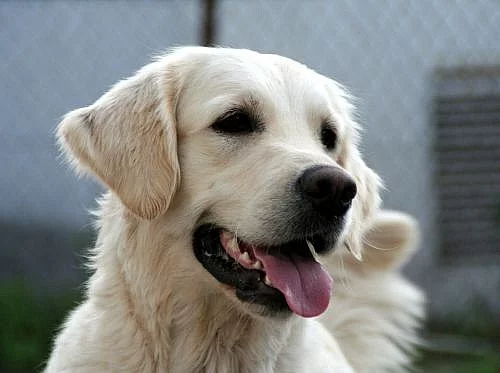 Zlatý retriever - štěňátka s PP