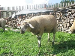 Prodám beránky