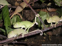 Prodám chameleony