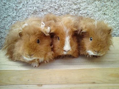 Morčátka s PP - texel, hladké, anglický crested