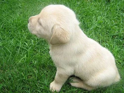 Prodám štěňata labradorského retrívra