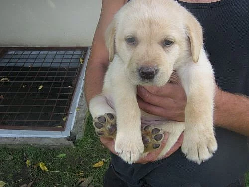 Prodám štěňata labradorského retrívra
