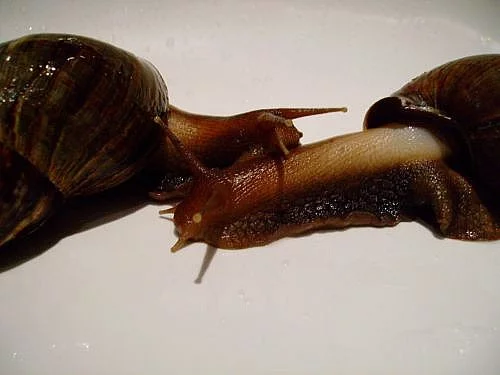 ACHATINA FULICA