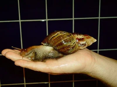 ACHATINA FULICA