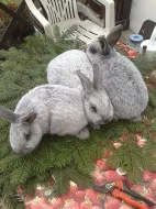 Prodám králíky Velké světlé stříbrné