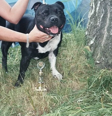 Nabízím psa Staffordshire bullterier ke krytí