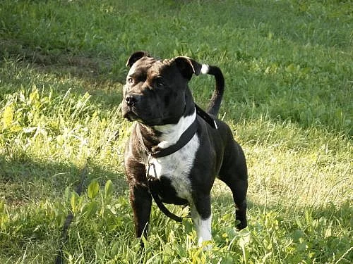 Nabízím psa Staffordshire bullterier ke krytí