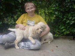 labradorský retriever