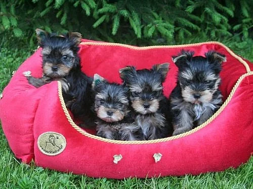 Yorkshire terrier
