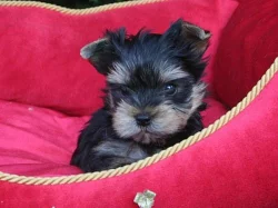 Yorkshire terrier