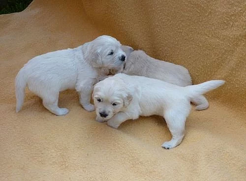 Zlatý retriever - štěňata s PP
