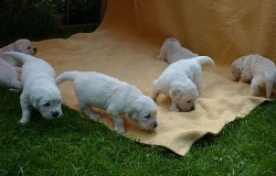 Zlatý retriever - štěňata s PP