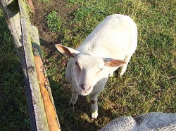 Prodám ovce na maso nebo do chovu