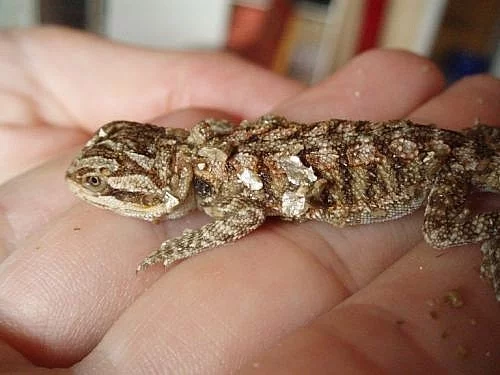 Agama vousatá (pogona vitticeps)