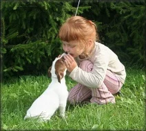 Jack russell terier