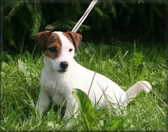 Jack russell terier