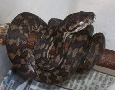 Krajty Morelia spilota variegata