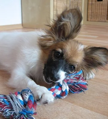 Papillon