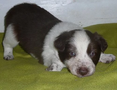Border collie štěně