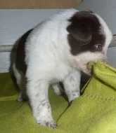 Border collie štěně
