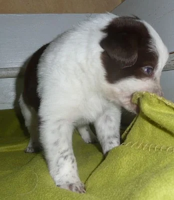 Border collie štěně