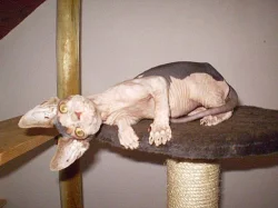 Sphynx kanadský s PP