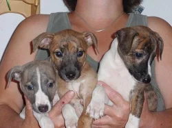 Whippet