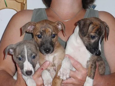 Whippet