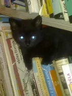 Britská koťátka bez PP