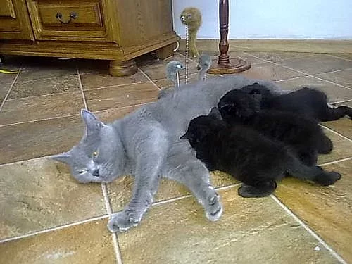 Britská koťátka bez PP