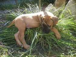 Rhodéský ridgeback štěňátka s PP