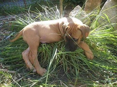 Rhodéský ridgeback štěňátka s PP