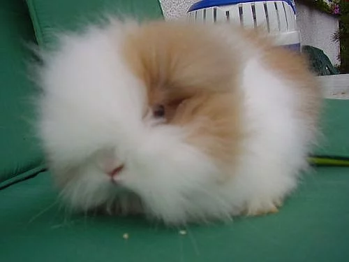 Teddy králíček