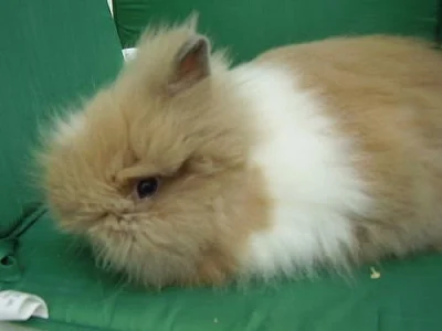 Teddy králíček