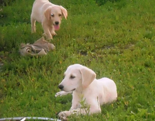 Labradorský Retriever+Golden Retriever