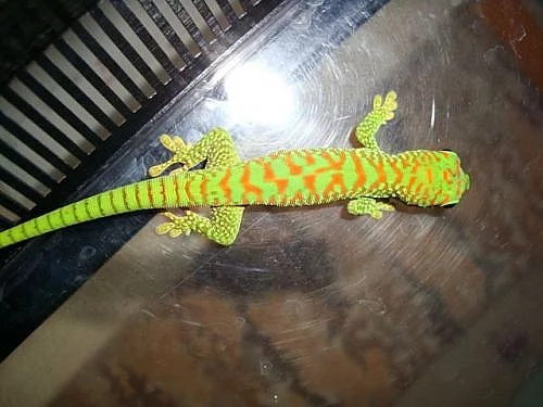 FELZUMA MADAGASKARSKÁ (phelsuma m. grandis)