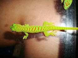 FELZUMA MADAGASKARSKÁ (phelsuma m. grandis)