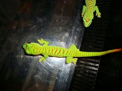 FELZUMA MADAGASKARSKÁ (phelsuma m. grandis)