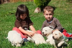 Golden Retriever s PP