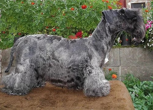 Český teriér štěňátka s PP