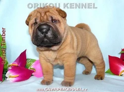 štěňata SHAR-PEI
