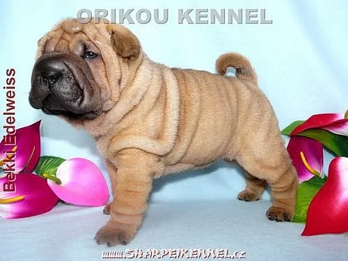 štěňata SHAR-PEI