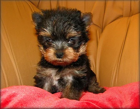 Yorkshire terrier - fenečky