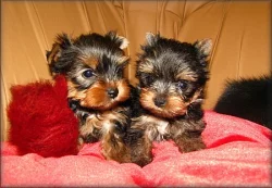 Yorkshire terrier - fenečky