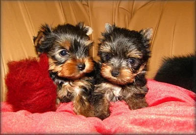 Yorkshire terrier - fenečky